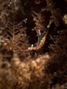 Black Coral Shrimp - Periclimenes psamathe Royalty Free Stock Photo