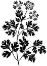 black coriander silhouette or flat leaf illustration of coriandrum logo leaves for food with ingredient icon and plant shape