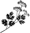 black coriander silhouette or flat leaf illustration of coriandrum logo leaves for food with ingredient icon and plant shape