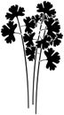 black coriander silhouette or flat leaf illustration of coriandrum logo leaves for food with ingredient icon and plant shape