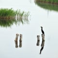 Black cormorant