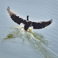 Black Cormorant