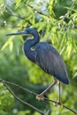 Black Cormorant Bird