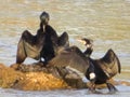 Black cormorant bird fishing river couple rock