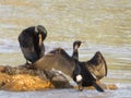 Black cormorant bird fishing river couple rock