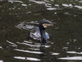 Cormorant portrait, swimming on water surface in river Royalty Free Stock Photo