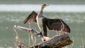 black cormorant dries its wings standing on a snag