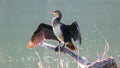 black cormorant dries its wings while standing on a snag Royalty Free Stock Photo