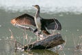 black cormorant drying its wings on the lake Royalty Free Stock Photo