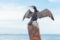 Black cormorant flaps its wings against the background of the sea, a portrait of a large sea bird
