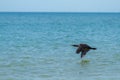 Black cormorant flies on the sea