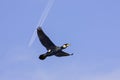 Cormorant with plane