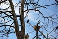 Black cormorant nests in a pine forest