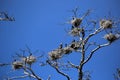 Black cormorant nests in a pine forest