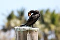 Black cormorant over a pole in a marina in Miami beach south Florida