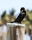 Black cormorant over a pole in a marina in Miami beach south Florida