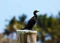 Black cormorant over a pole in a marina in Miami beach south Florida