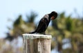 Black cormorant over a pole in a marina in Miami beach south Florida