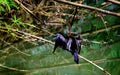 Black cormorant perched on the tree branch