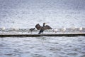 Black cormorant in the platform