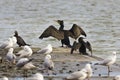 Black cormorant in the platform