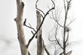 The black cormorant sits high on a branch of a withered tree Royalty Free Stock Photo