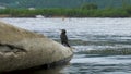 The black cormorant sits near the water. A diving bird sits on a fallen tree.