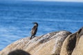 Black cormorant sits on a rock Royalty Free Stock Photo