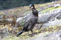 A cormorant perched on rock in the Shetlands