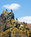 Big black cormorants Royalty Free Stock Photo