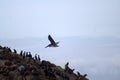 Pelican Flies Over The Rock. Seals And Cormorants Rest On The Rock.