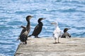 Black Cormorants and Great Ivory Gulls sit on a cement breakwater. Birds in the wild Royalty Free Stock Photo