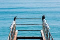 Black Cormorants and Kittiwake birds