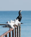 Black Cormorants and Kittiwake birds