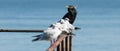 Black Cormorants and Kittiwake birds