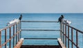 Black Cormorants and Kittiwake birds