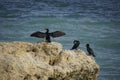 Black cormorants. Rock in the ocean. The bird dries its feathers in the wind and the sun, beautifully spreading its wings.