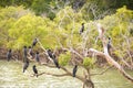 Black cormorants on tree