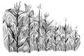 Black corn field sketch in vintage style on white background. Vintage nature illustration. Hand drawn illustration. Nature Royalty Free Stock Photo