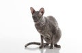 Black Cornish Rex Car sitting on the white table with reflection. White Background.