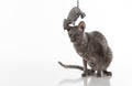 Black Cornish Rex Car sitting on the white table with reflection. White Background. Mouse Toy above the head. Royalty Free Stock Photo