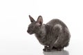 Black Cornish Rex Cat Sitting on the White Table with Reflection. White Background. Looking Left Royalty Free Stock Photo