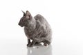 Black Cornish Rex Cat Sitting on the White Table with Reflection. White Background. Portrait. Food on the ground.