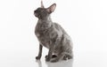 Black Cornish Rex Cat Sitting on the White Table with Reflection. White Background. Portrait. Looking Up.