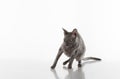 Black Cornish Rex Cat Sitting on the White Table with Reflection. White Background. Portrait. Scared Royalty Free Stock Photo