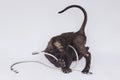 Black Cornish Rex kitten is playing with a USB cable. photo shoot on a white background