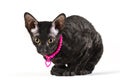 Black cornish rex kitten sitting on white background Royalty Free Stock Photo