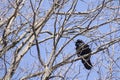 Black corvus on a branch with a big beak Royalty Free Stock Photo