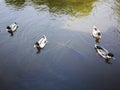 Blackboard couple gooses in Thailand Nation park