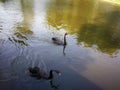 Black couple gooses in Thailand Nation park